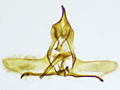 Cnephasia communana